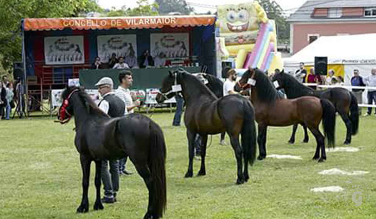 Asociación Pura Raza Cabalo Galego - Concursos morfológicos