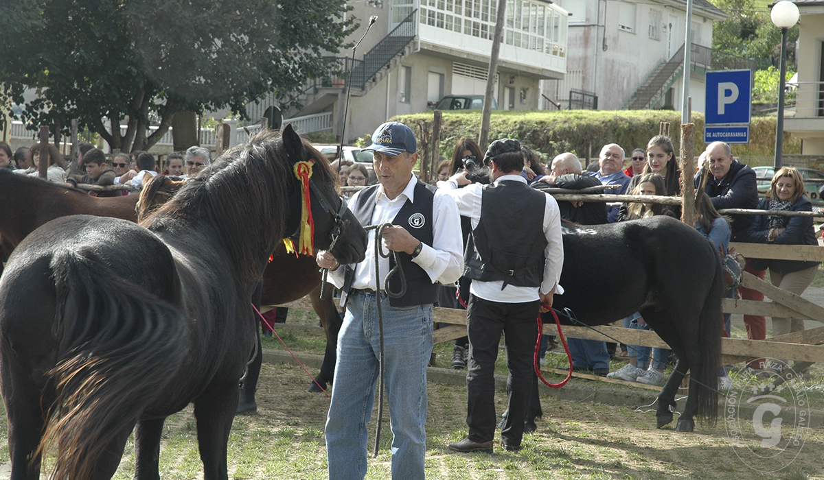 Asociación Pura Raza Cabalo Galego - Concursos morfológicos