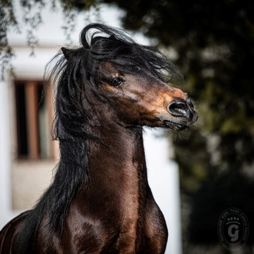 Asociación Pura Raza Cabalo Galego